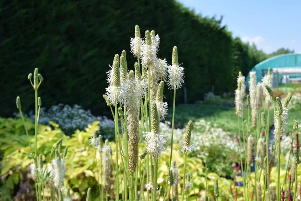 Sanguisorba canadensis ---